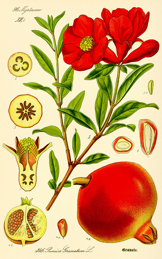 Происхождение балясины от цветка граната